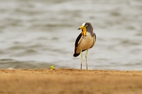 Cejka lalocnata - Vanellus albiceps - White-headed Lapwing o1537